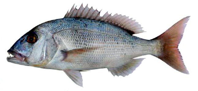 Dentex dentex_07.jpg